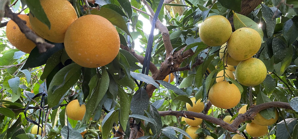 瀬戸プリンセス