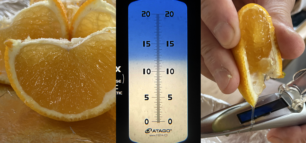 瀬戸プリンセス