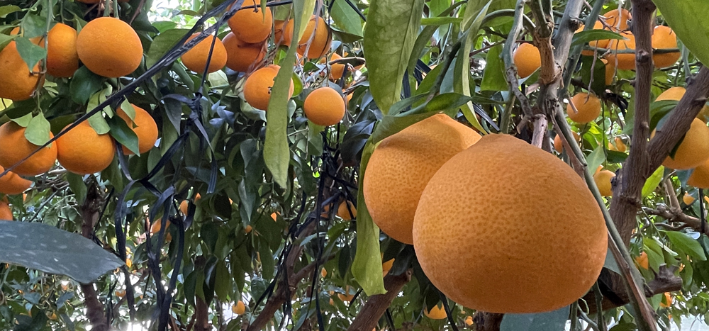 瀬戸プリンセス