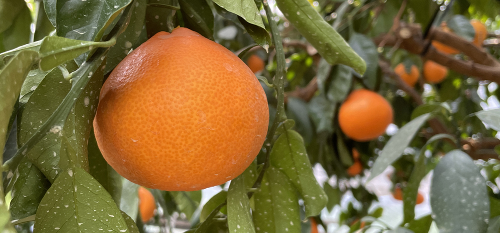 瀬戸プリンセス