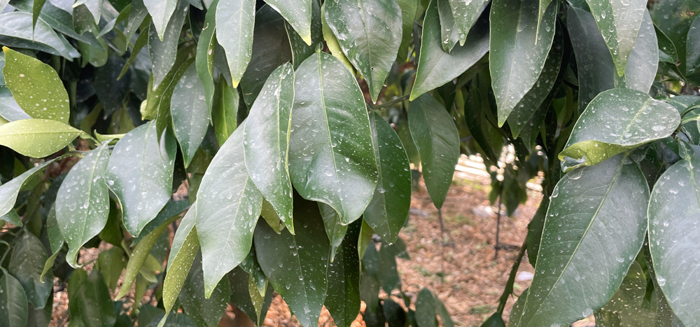 瀬戸プリンセス