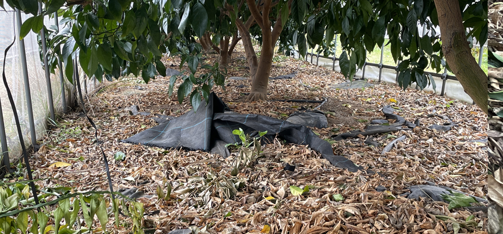 瀬戸プリンセス