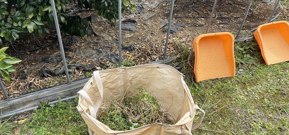 瀬戸プリンセス