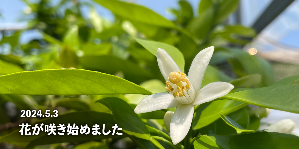 スライドショー