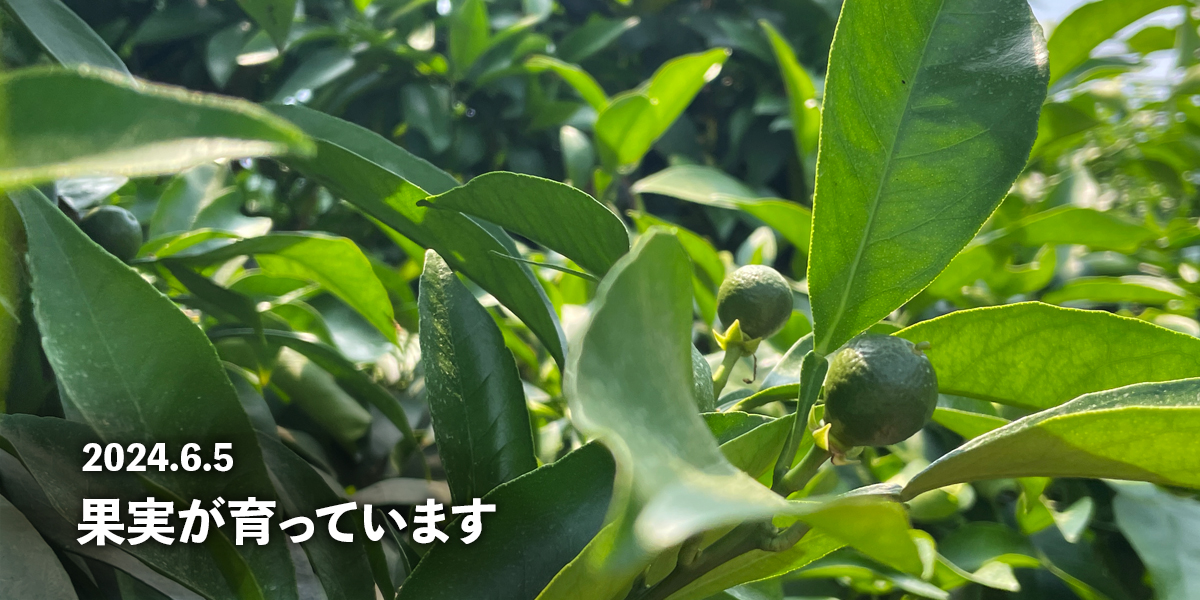 スライドショー