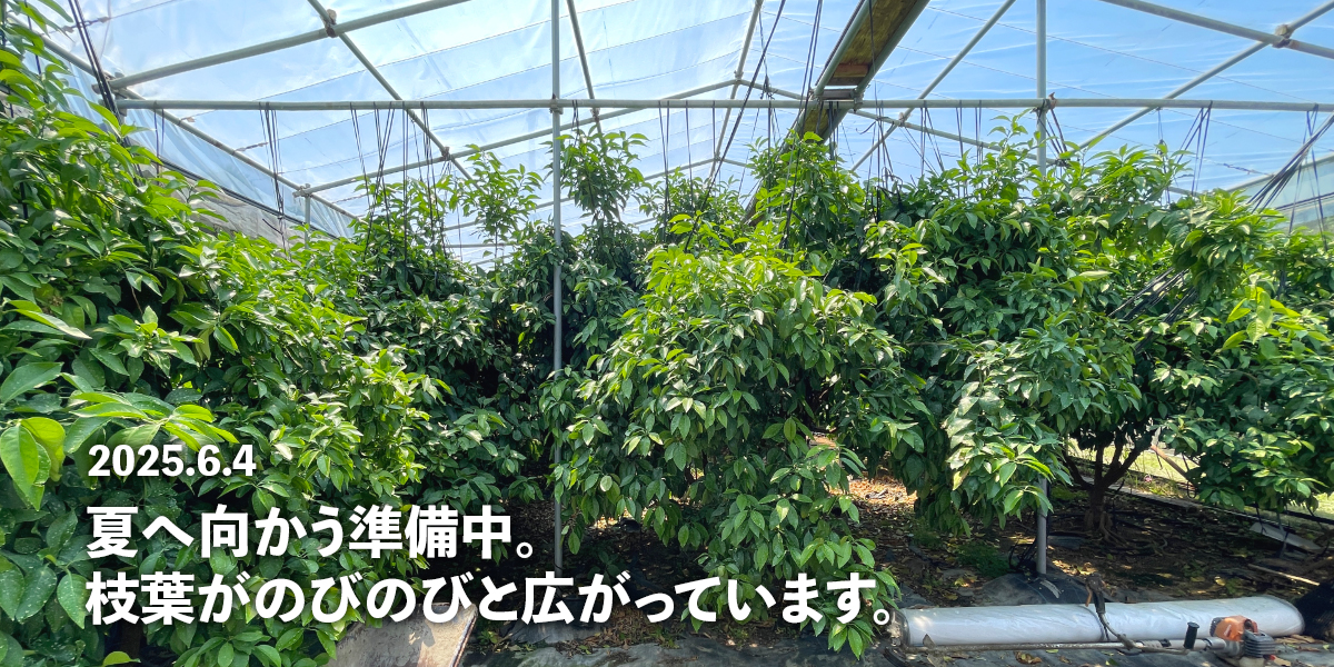 スライドショー