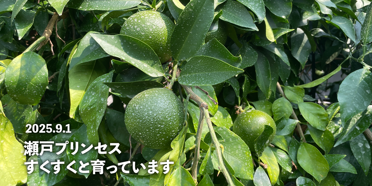 スライドショー