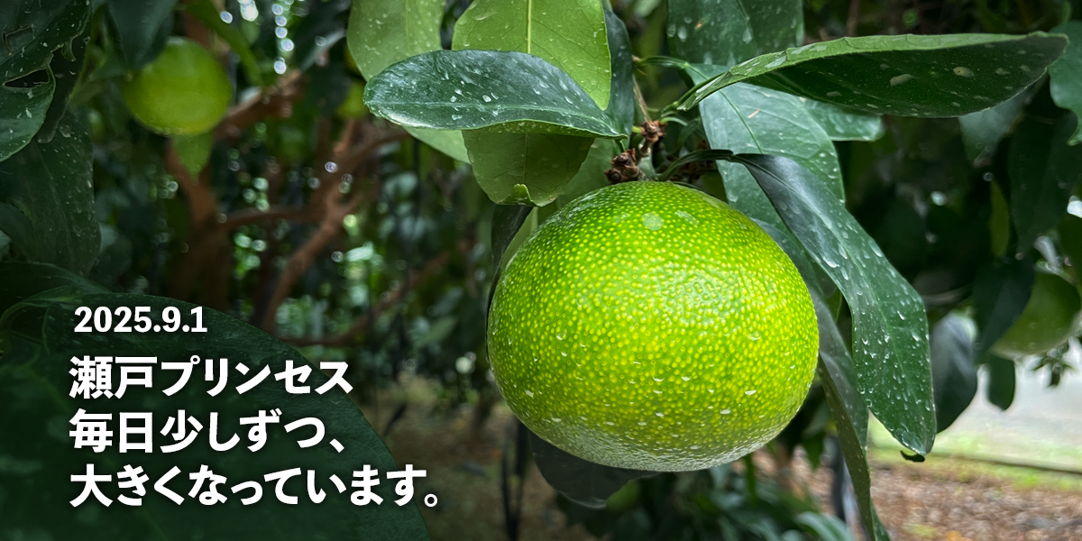 スライドショー
