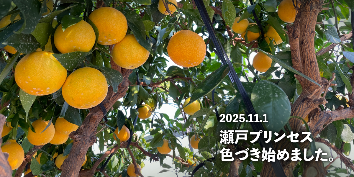 スライドショー